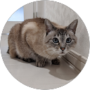 こじママ profile picture