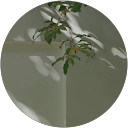 maru profile picture