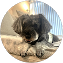 あずき profile picture