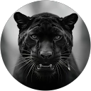 黒ひょう profile picture