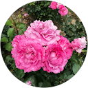 中嶋美紀 profile picture