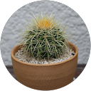 Ya Fu profile picture