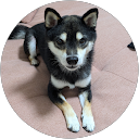 豆太 profile picture