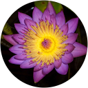 kazushige h profile picture