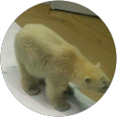 うみねこ profile picture