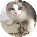 せい profile picture