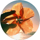 tada sayaka profile picture