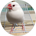 えび profile picture