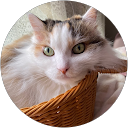 風杏 profile picture