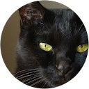 モフモフ profile picture