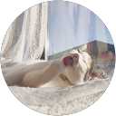 レッドストーンズ profile picture