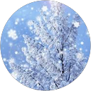 風花 profile picture