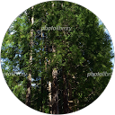 セダー profile picture