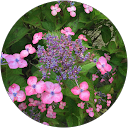 locutus profile picture