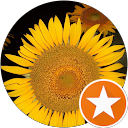 まごまご(まご) profile picture