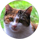 三毛猫 profile picture