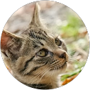 Etsuko Shirotani profile picture