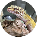 ai ogihara profile picture