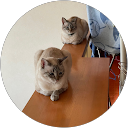 西村 profile picture