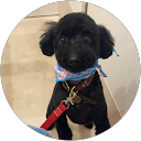 mochi y profile picture