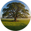 Alpha profile picture