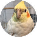 ウキルキ profile picture