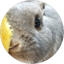 koko miu profile picture