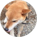 きなこ profile picture