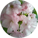 金谷美砂子（みさ） profile picture