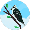 hatu ichi profile picture