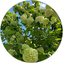 フクちゃん profile picture