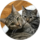 あニャン profile picture