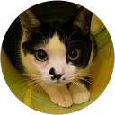 アーニャ profile picture