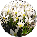 せっちゃん profile picture