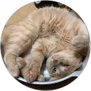 鈴村勇三 profile picture