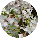 skywalker profile picture