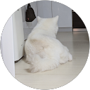 carp profile picture