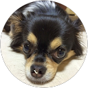 buta megu profile picture